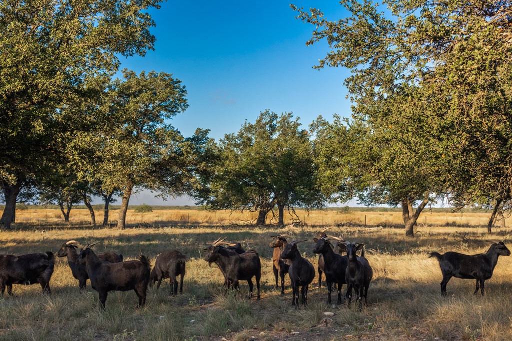 Land, Eden, Texas image 4