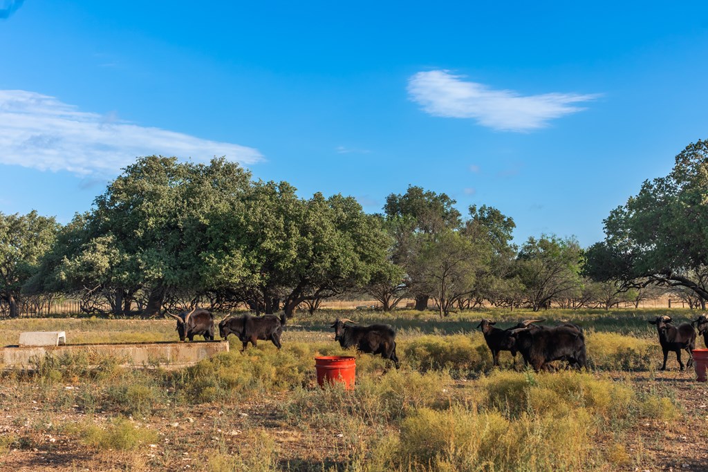 Land, Eden, Texas image 15