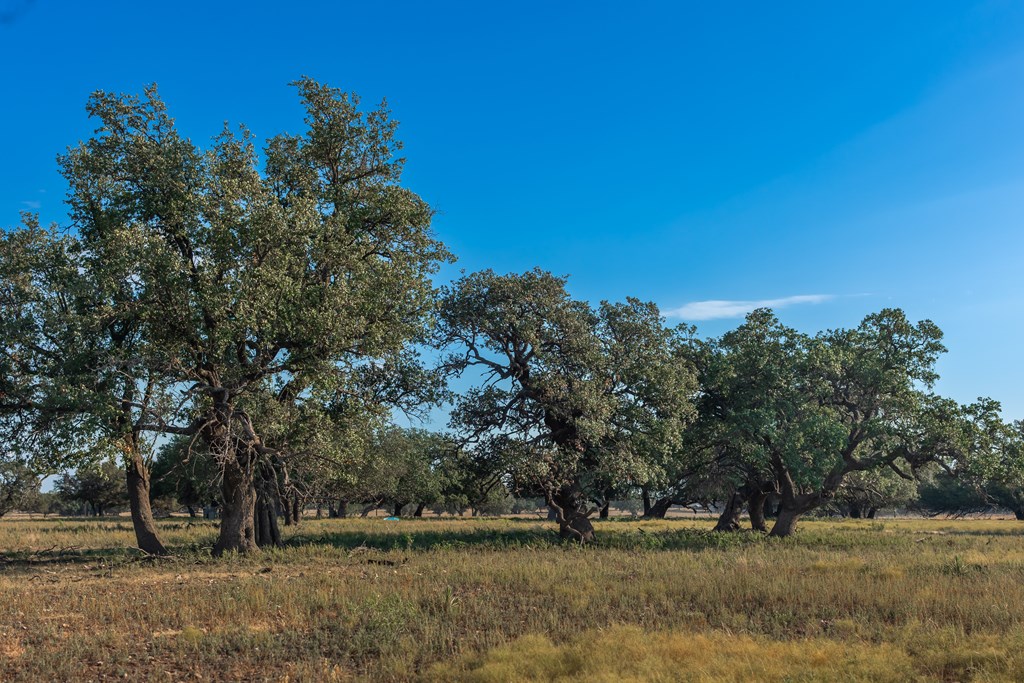 Land, Eden, Texas image 23