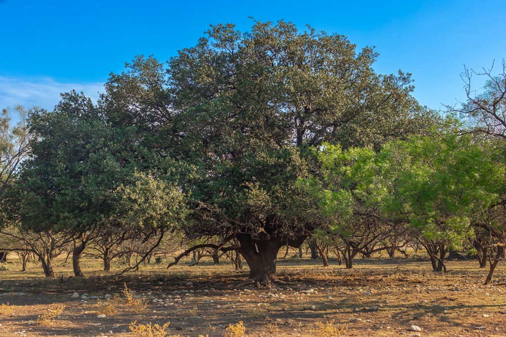 Land, Eden, Texas image 40