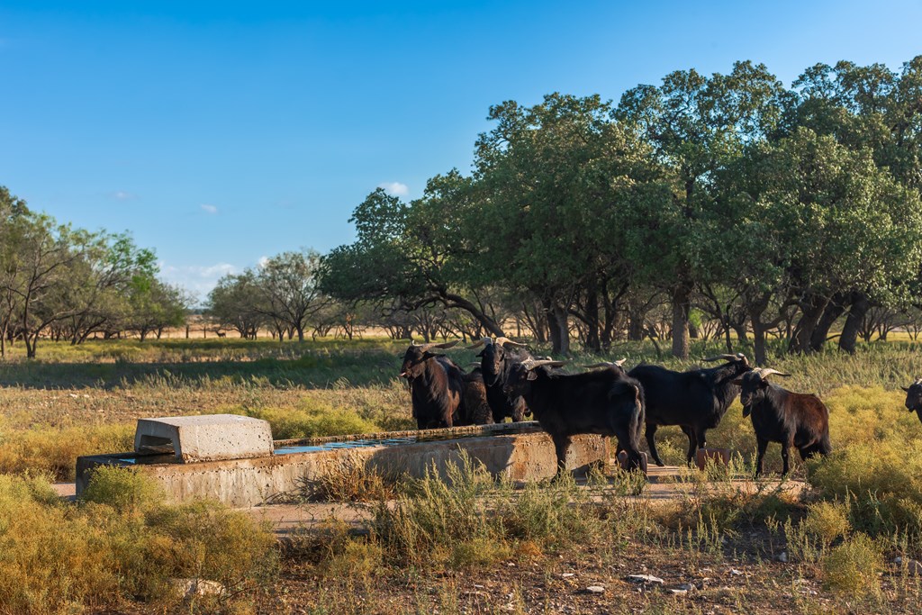 Land, Eden, Texas image 16