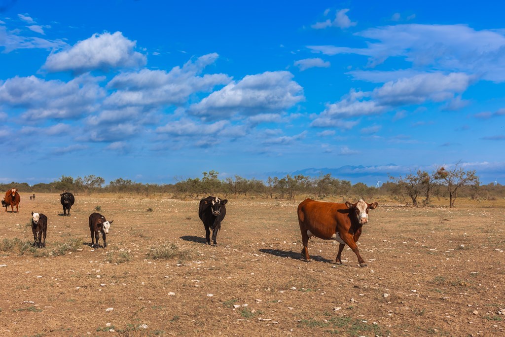 Land, Eden, Texas image 41