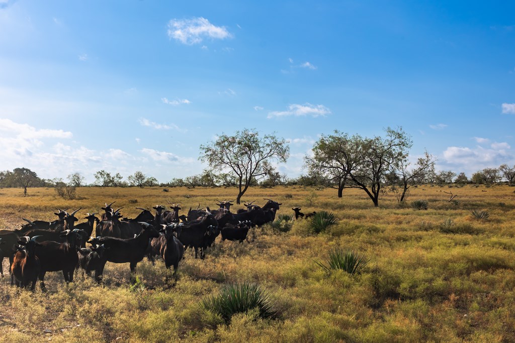 Land, Eden, Texas image 36