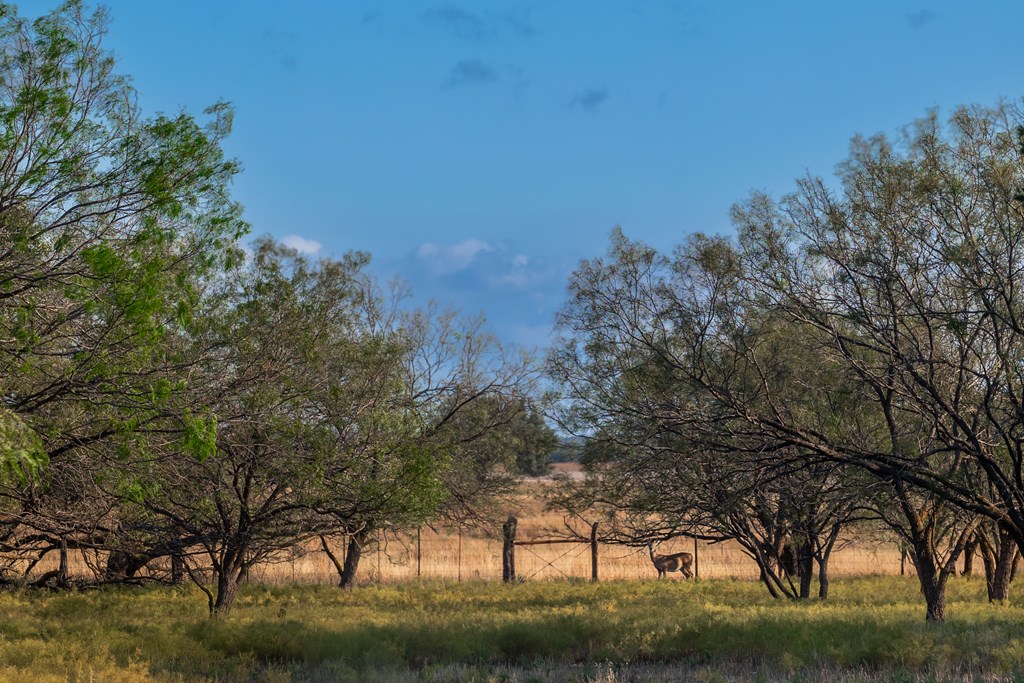 Land, Eden, Texas image 19