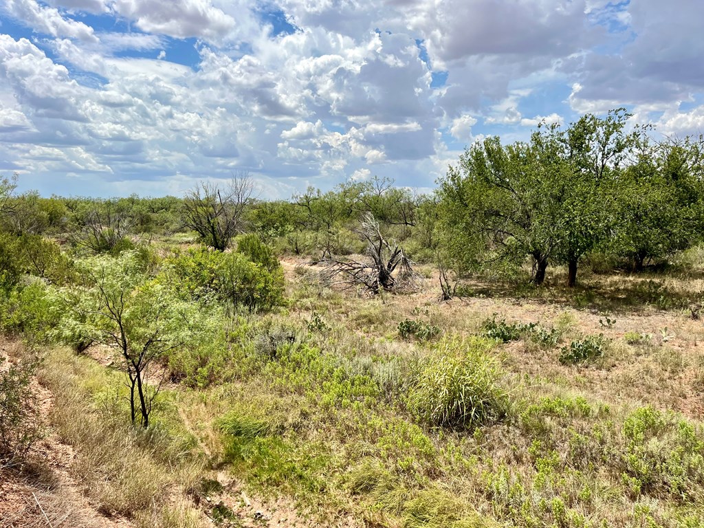 TBD Juniper Rd, Bronte, Texas image 7