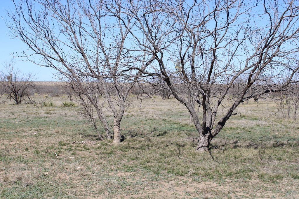 Hwy 67, Ballinger, Texas image 7