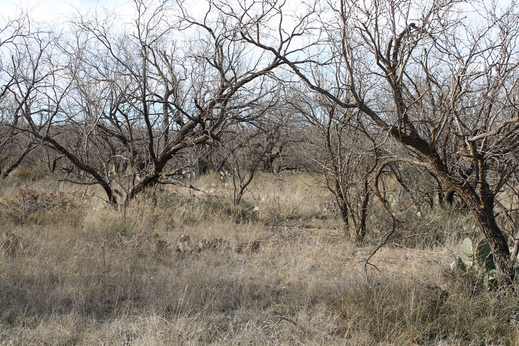 Hwy 67, Ballinger, Texas image 17