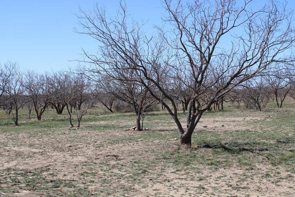 Hwy 67, Ballinger, Texas image 3