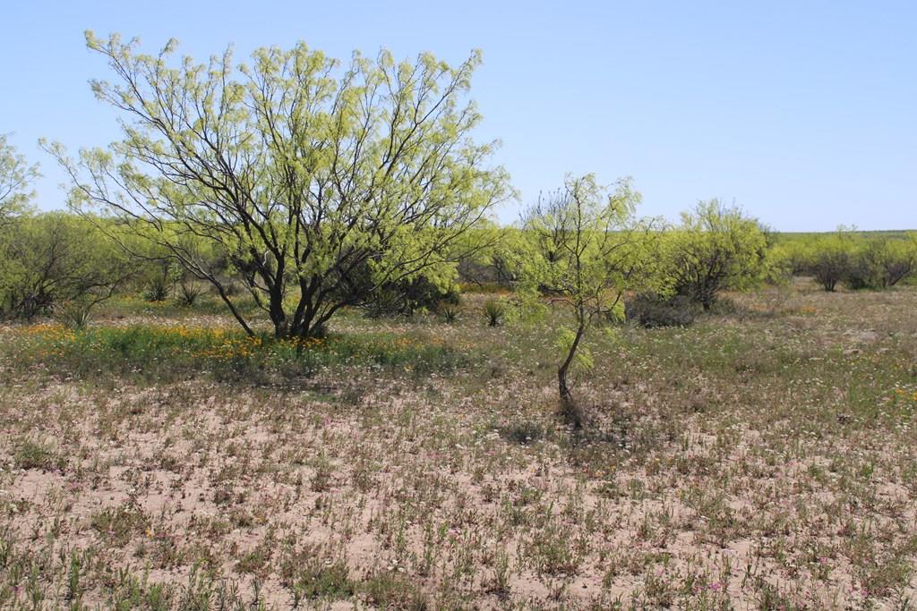 Hwy 67, Ballinger, Texas image 1