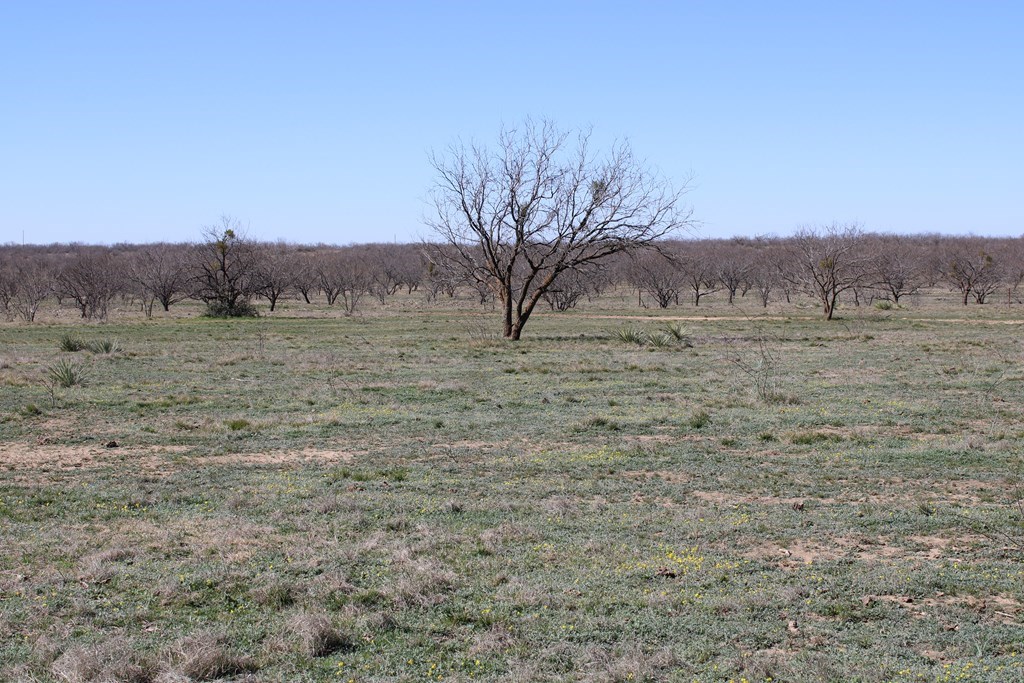 Hwy 67, Ballinger, Texas image 11