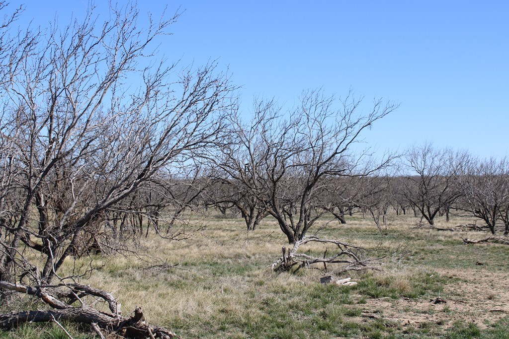 Hwy 67, Ballinger, Texas image 14