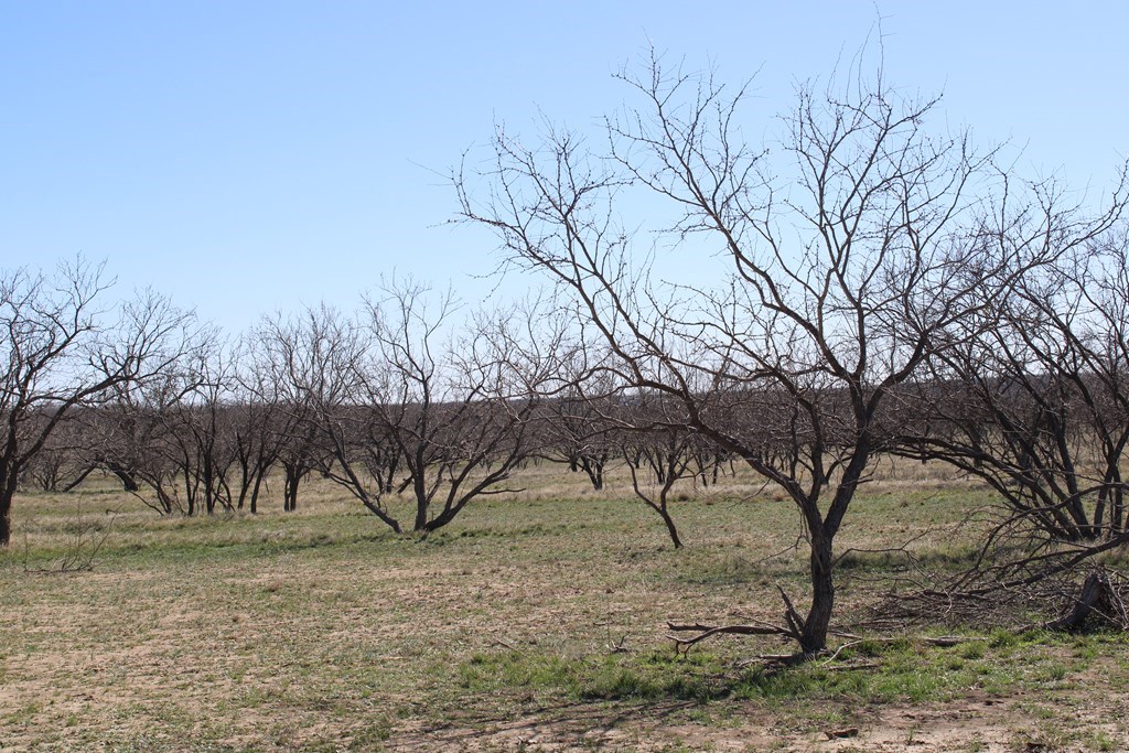 Hwy 67, Ballinger, Texas image 15