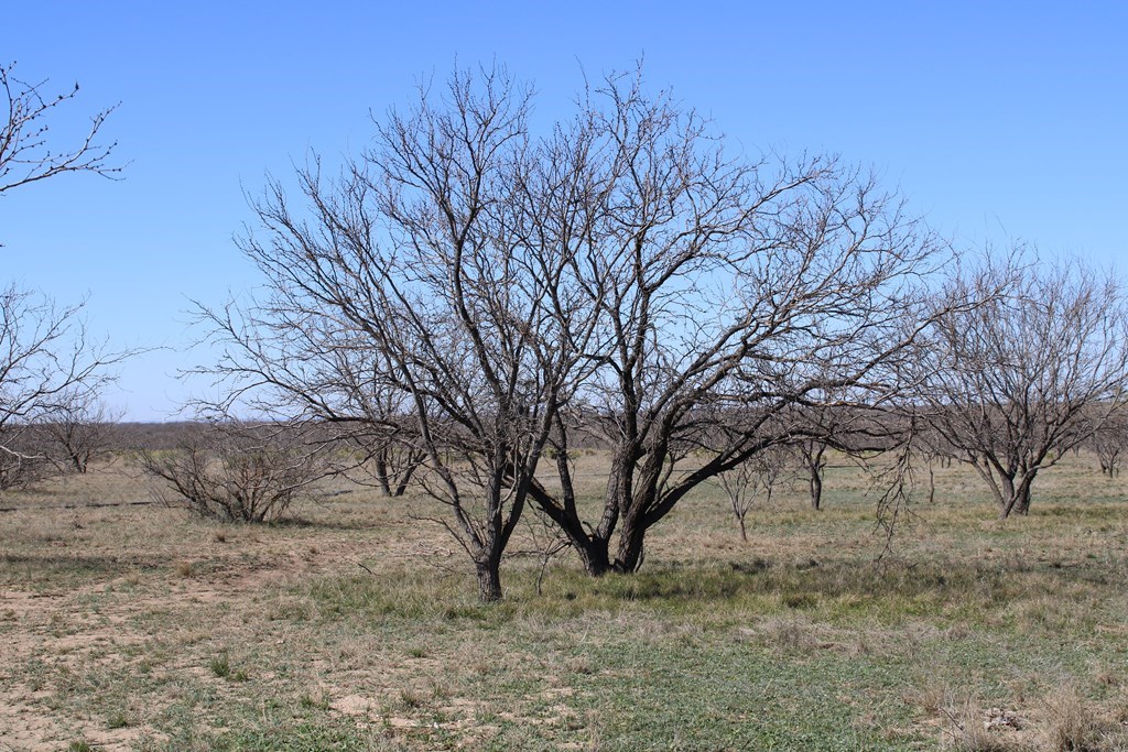 Hwy 67, Ballinger, Texas image 6