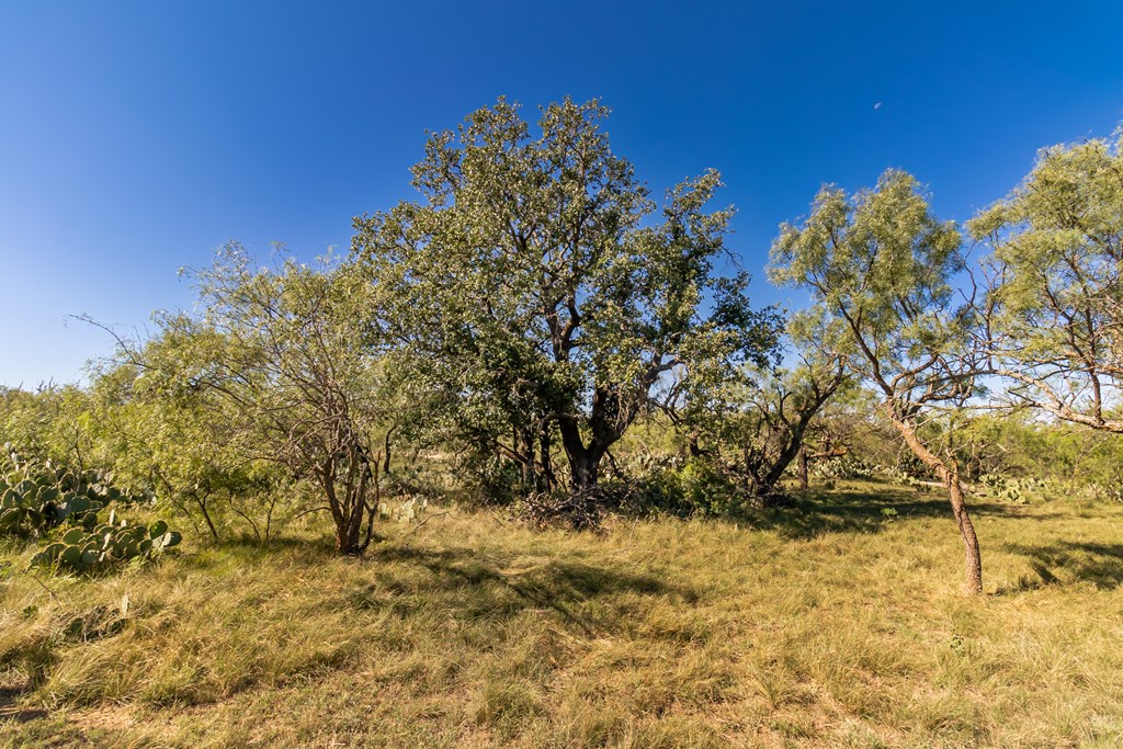 00 Timber Trail, Eden, Texas image 18