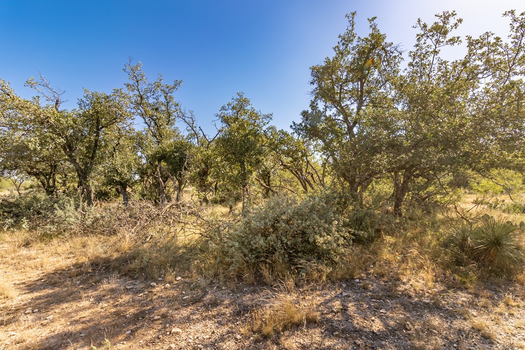 00 Timber Trail, Eden, Texas image 3