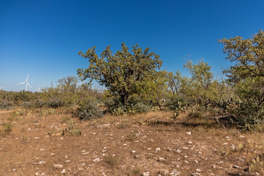 00 Timber Trail, Eden, Texas image 30