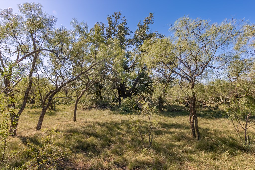 00 Timber Trail, Eden, Texas image 17