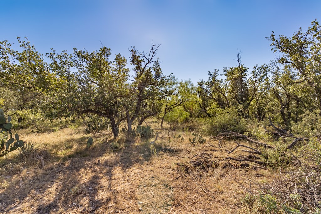 00 Timber Trail, Eden, Texas image 2