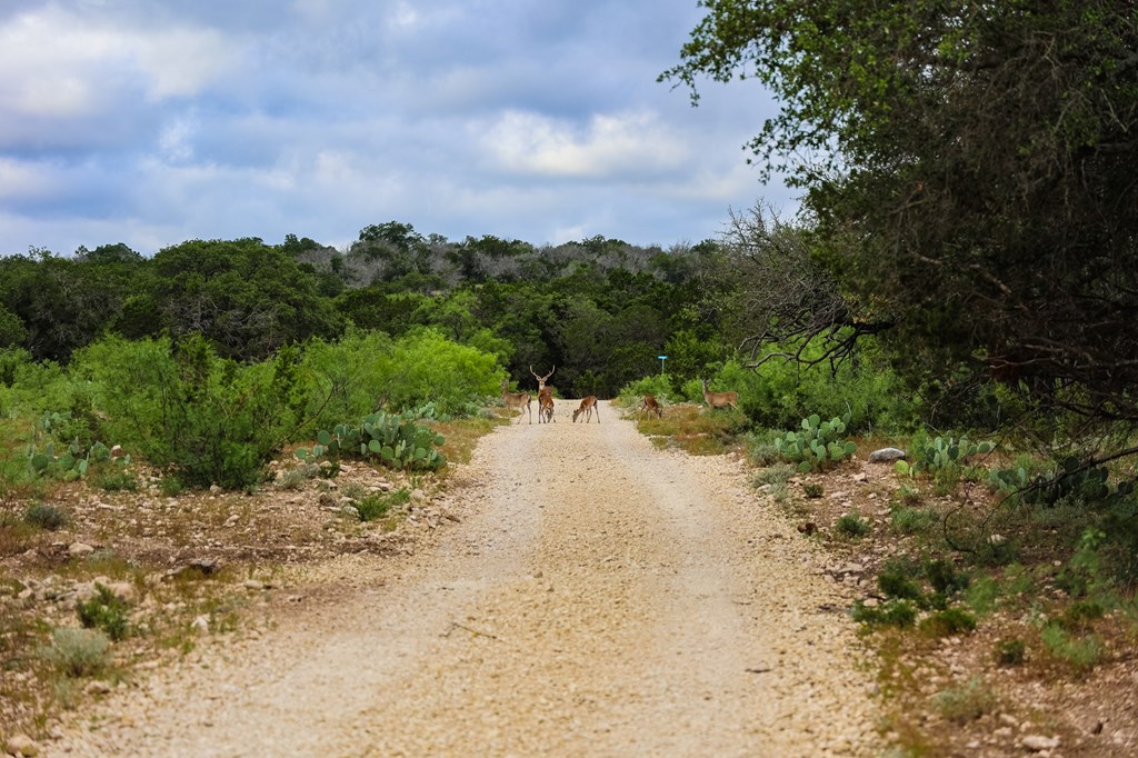 N/A County Rd 102, Ozona, Texas image 24