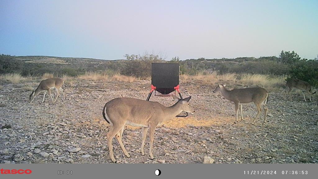 Poverty Canyon Rd, Bronte, Texas image 38