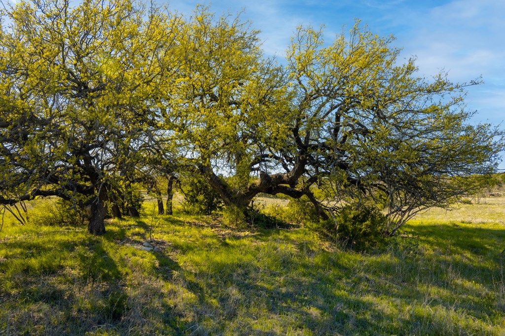 Poverty Canyon Rd, Bronte, Texas image 26