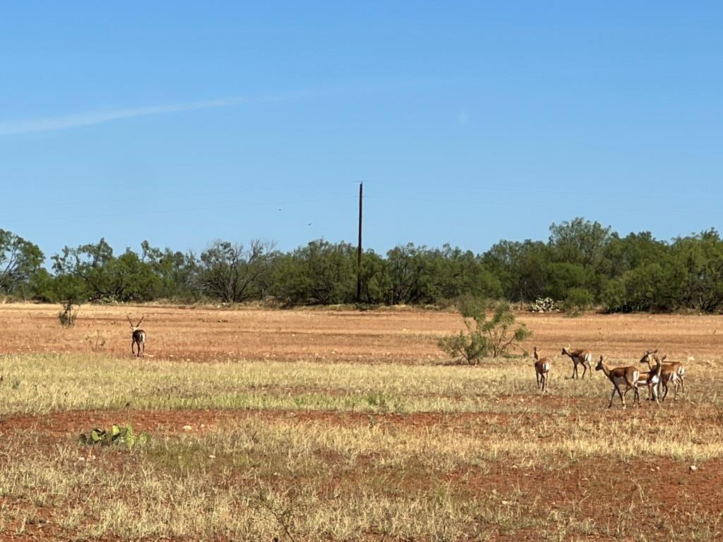 9401 Collett Rd, Robert Lee, Texas image 28