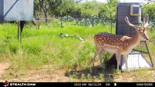 9401 Collett Rd, Robert Lee, Texas image 38