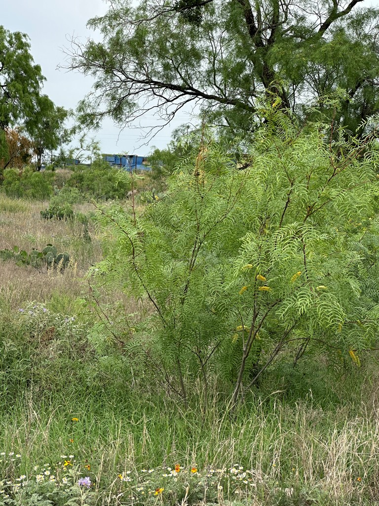 1310 Veck St #10, San Angelo, Texas image 8