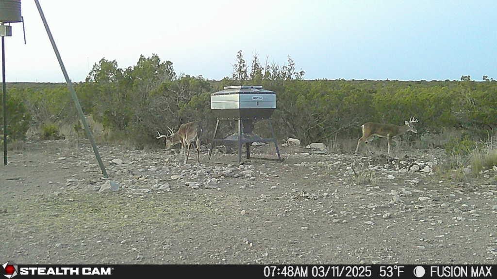 1000 Bowline Rd #26, Ozona, Texas image 13