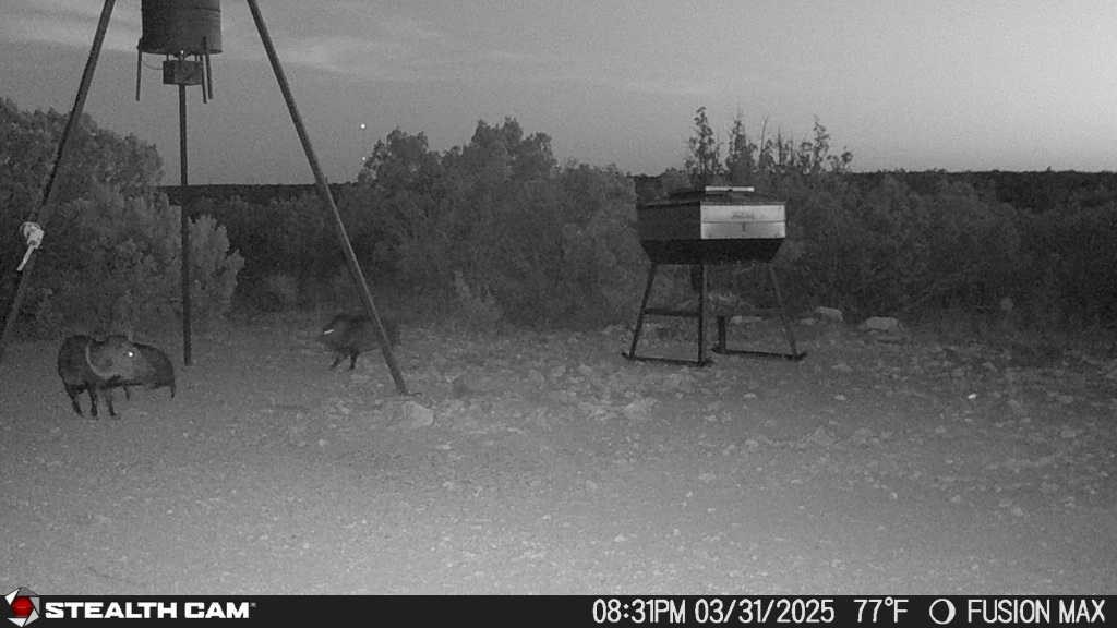 1000 Bowline Rd #26, Ozona, Texas image 16
