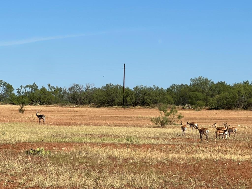 9401 Collett Rd, Robert Lee, Texas image 33