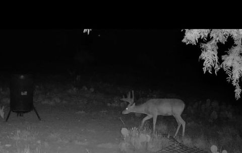 Vacant Land For Sale - 0000 Fm 1828<br/> Eldorado, TX 78624