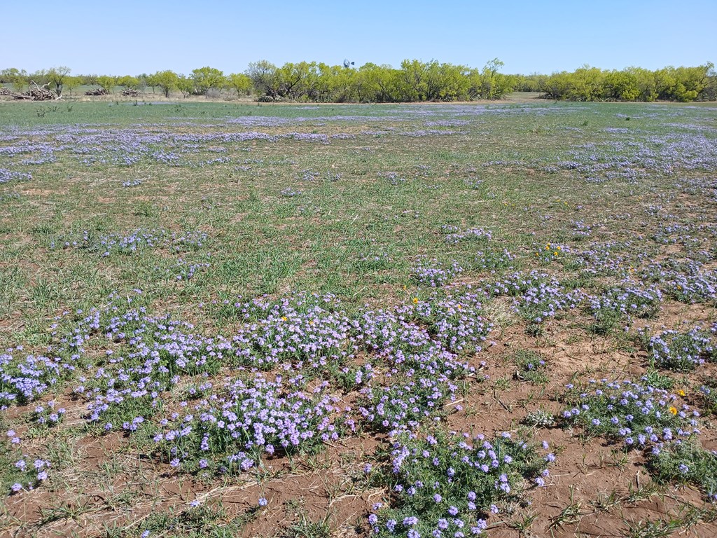 E Fm 765, Millersview, Texas image 6