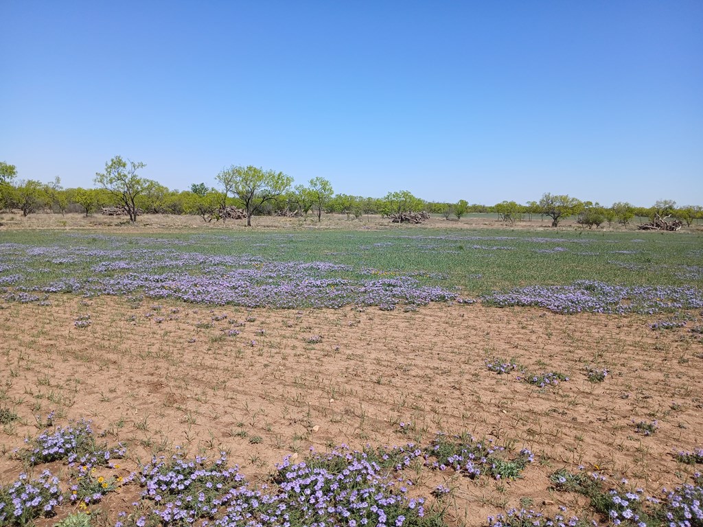 E Fm 765, Millersview, Texas image 5