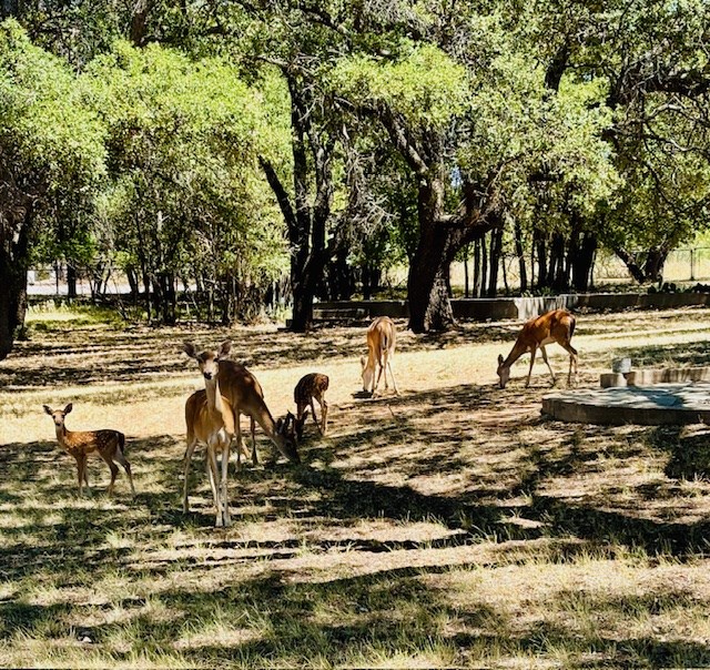228 Wheat Circle, Blackwell, Texas image 41