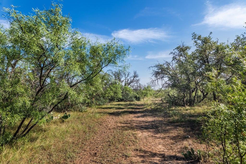 631 Timber Trail, Eden, Texas image 17