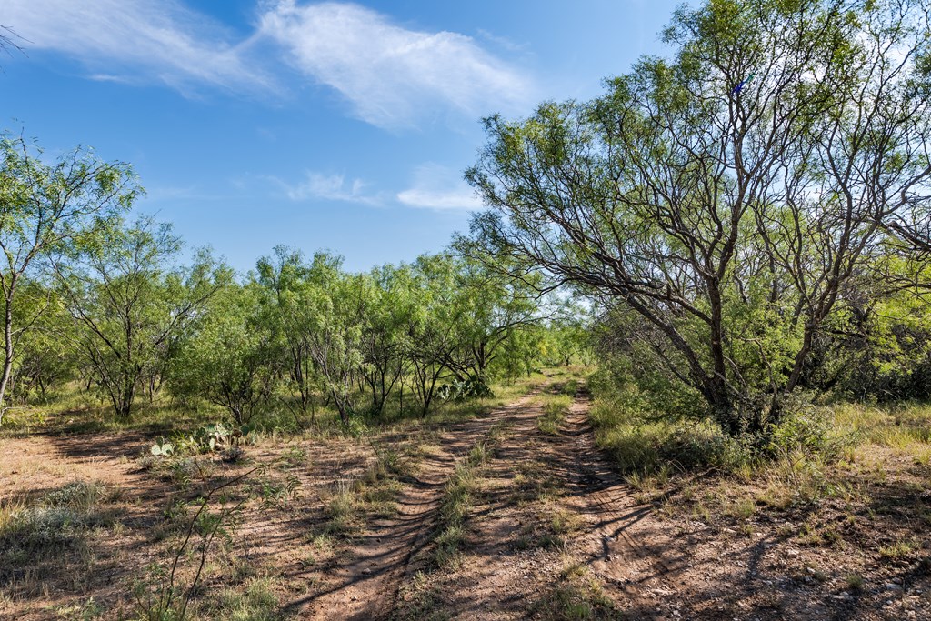 631 Timber Trail, Eden, Texas image 25