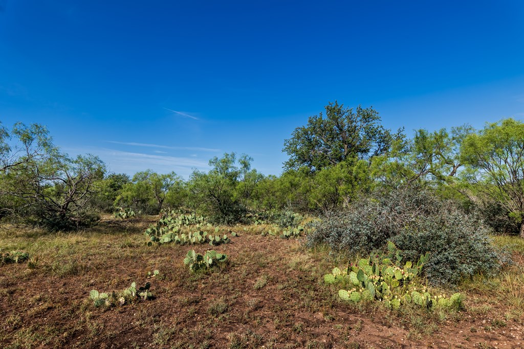 631 Timber Trail, Eden, Texas image 13