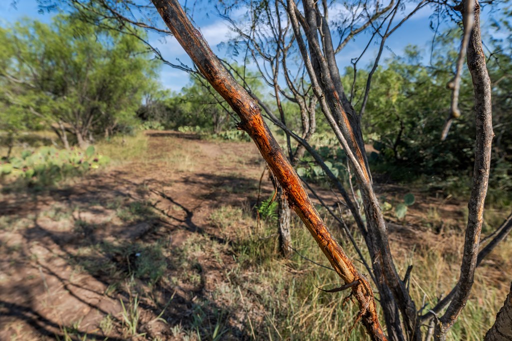 631 Timber Trail, Eden, Texas image 12