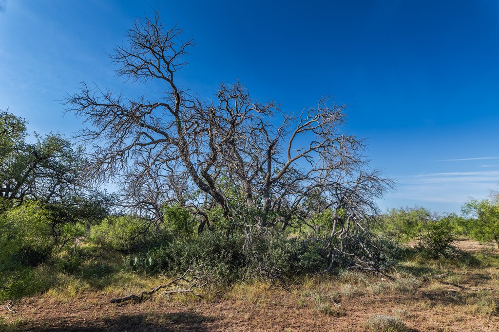 631 Timber Trail, Eden, Texas image 3