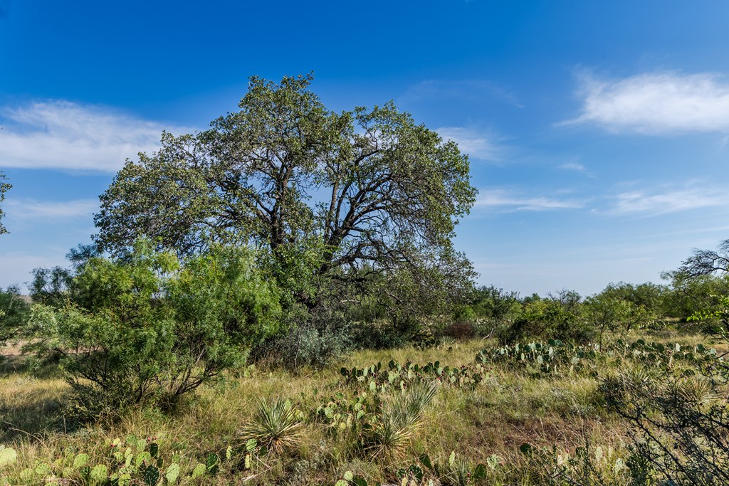 631 Timber Trail, Eden, Texas image 15