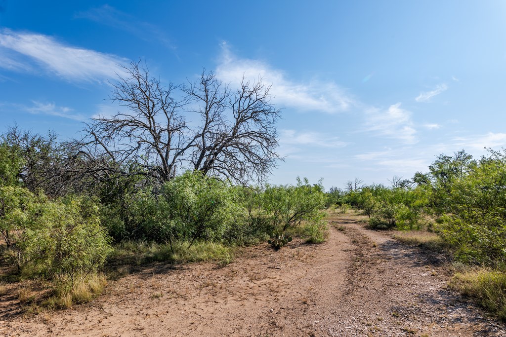 631 Timber Trail, Eden, Texas image 19