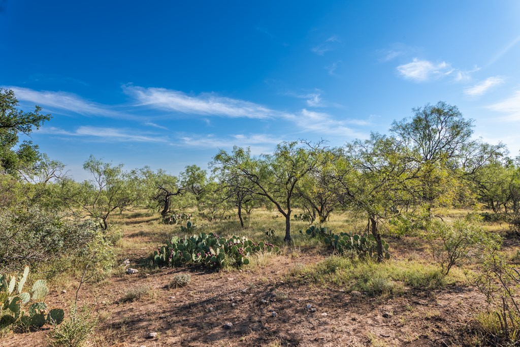 631 Timber Trail, Eden, Texas image 5