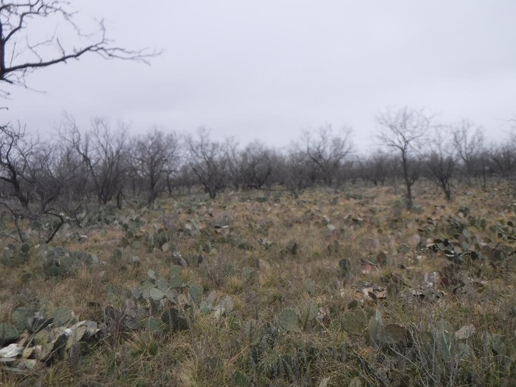 11037 Buck Hollow Loop #9, Carlsbad, Texas image 5