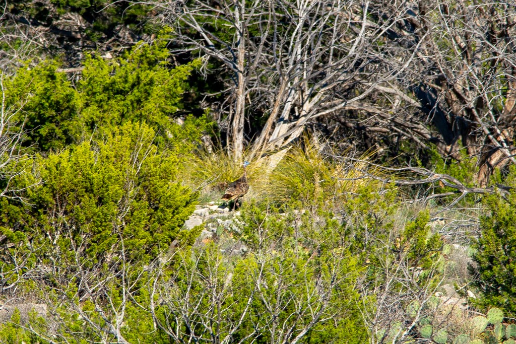 Poverty Canyon Rd, Bronte, Texas image 27