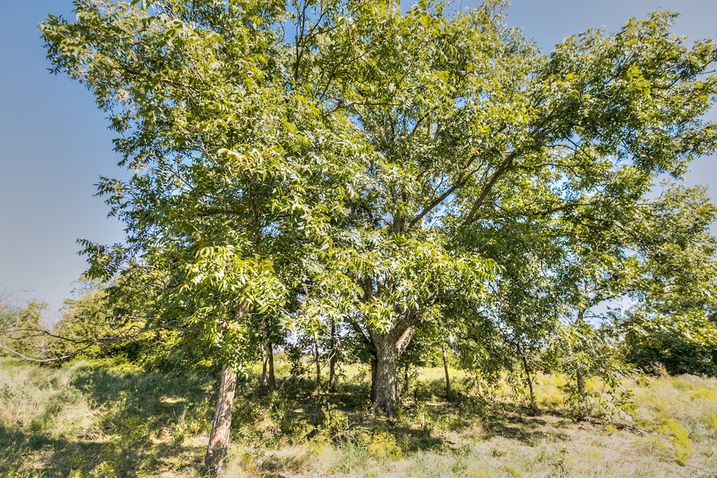 County Rd 474 #55 ACRES, Coleman, Texas image 9