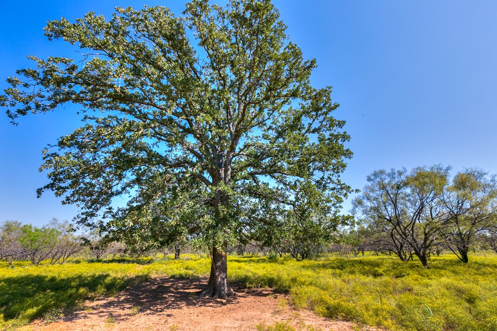 County Rd 474 #55 ACRES, Coleman, Texas image 4