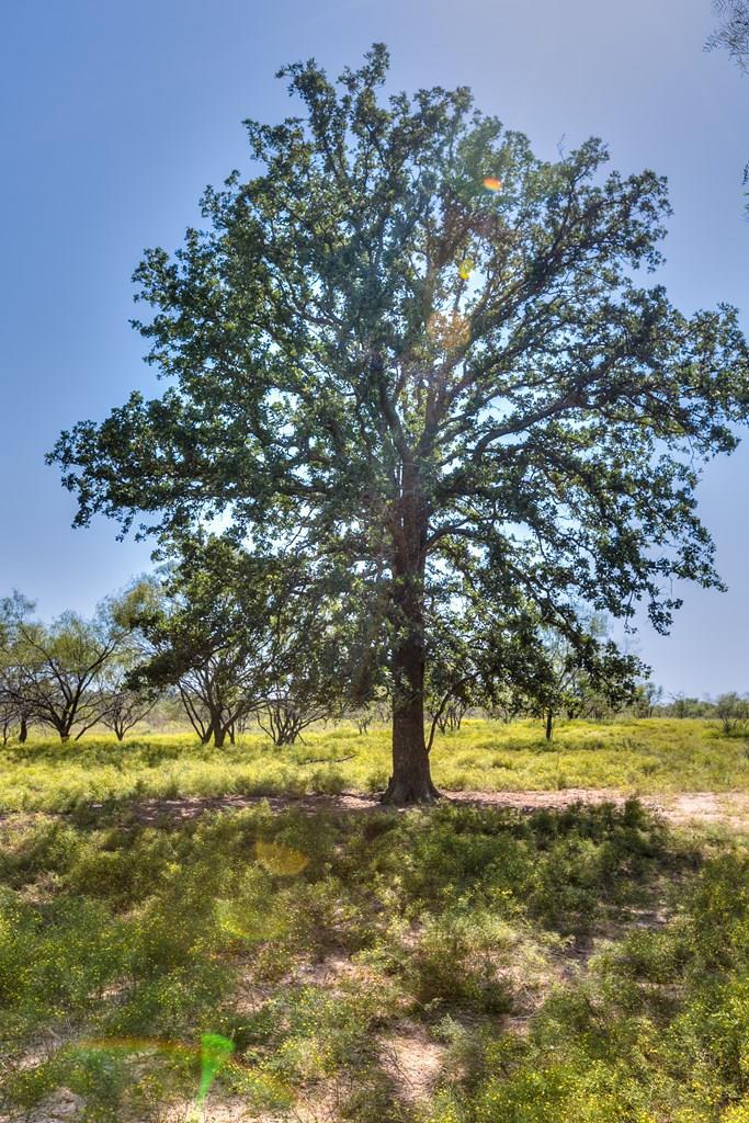 County Rd 474 #55 ACRES, Coleman, Texas image 2