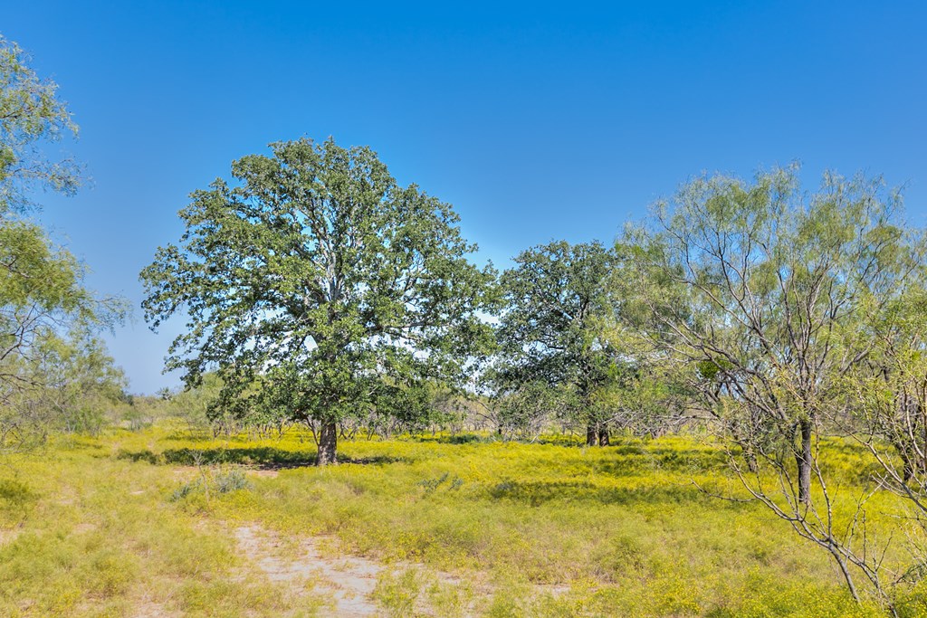 County Rd 474 #55 ACRES, Coleman, Texas image 13