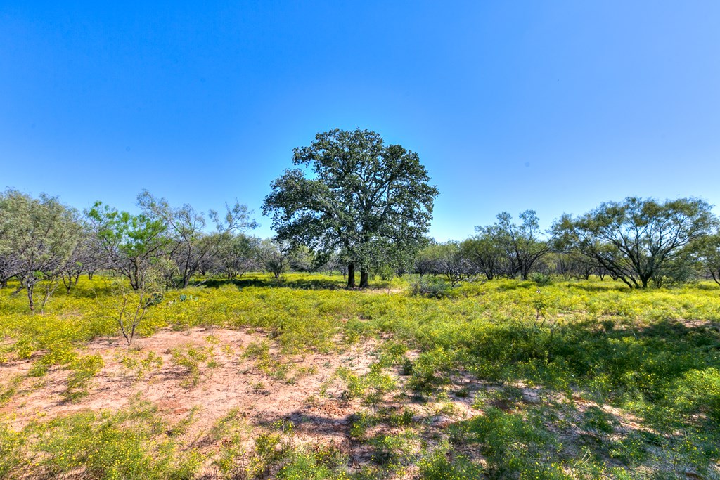 County Rd 474 #55 ACRES, Coleman, Texas image 3